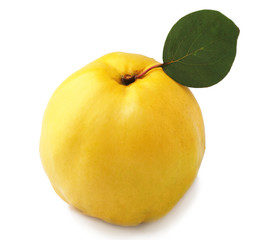 Sweet quince with leave