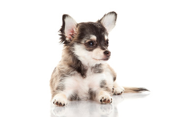 chihuahua isolated on white background