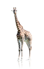 giraffe isolated on a white background