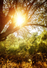Olive tree in sun light