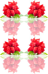 Seamless rose  pattern.