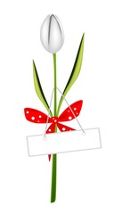 Fresh White Tulip with Red Ribbon