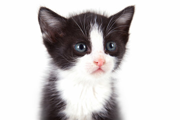 puppy cat on white background