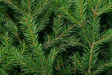 Background of Christmas tree branches