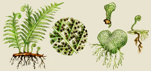 Fern biological cycle illustration - obrazy, fototapety, plakaty