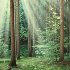 Forest trees with yellow sun beams of morning light