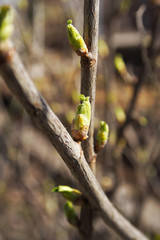 green new buds on branch in spring season