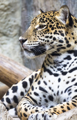 close up of a large Jaguar cat