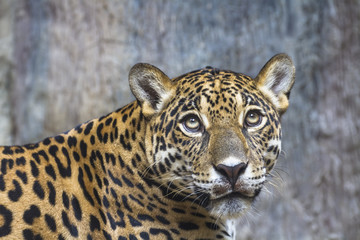 close up of a large Jaguar cat