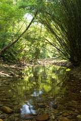 Obraz premium やんばるの清流（比地川）