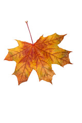 old  autumn leaf