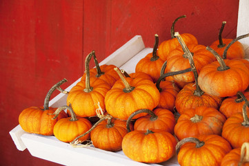 Autumn gourds