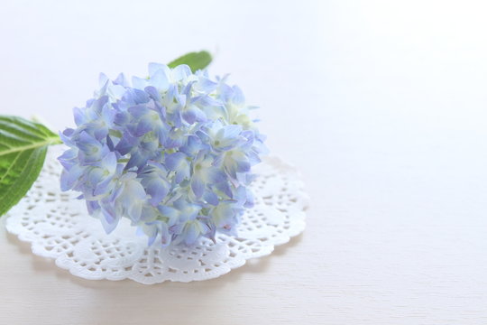 Fototapeta 紫陽花、アオノシズク