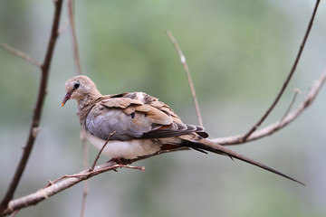 Dove In Tree