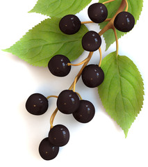 bird cherry branch with berries isolated on a white background