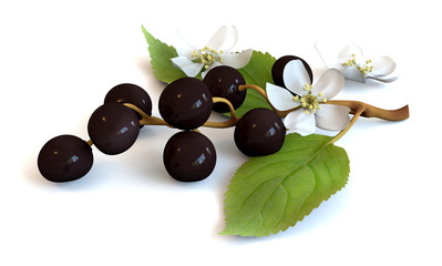 bird cherry branch with berries isolated on a white background