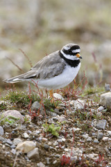 Ringed plover, Charadrius hiaticula