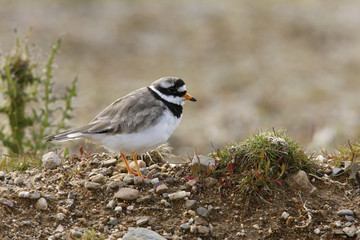 Ringed plover, Charadrius hiaticula