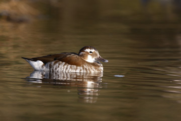 Ringed or ring necked teal, Callonetta leucophrys