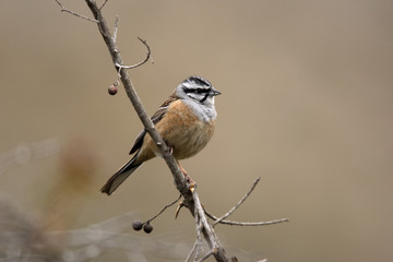 Rock bunting, Emberiza cia
