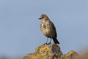 Rock pipit, Anthus petrosus