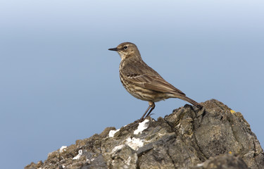 Rock pipit, Anthus petrosus