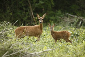 Roe deer, Capreolus capreolus © Erni