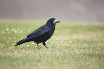 Rook, Corvus frugilegus