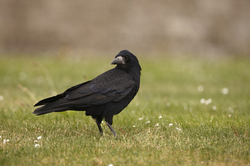 Rook, Corvus frugilegus