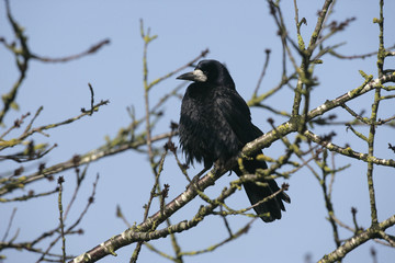 Rook, Corvus frugilegus