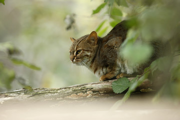 Rusty-spotted cat, Prionailurus rubiginosus phillipsi © Erni