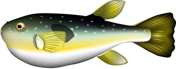 フグ © 幸宏 川口