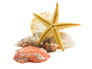 Seashells and starfish isolated on white