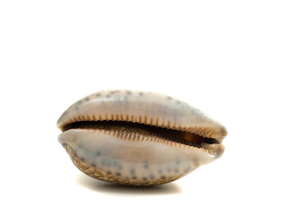 Sea shell isolated on white