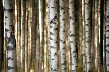 Obraz premium pnie drzew brzozowych