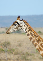 giraffe profile on blue sky background