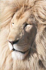 Headshot of a white lion