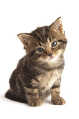 Cute kitten looking to camera, white background.