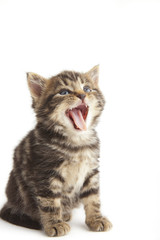 Cute kitten with mouth open, white background.