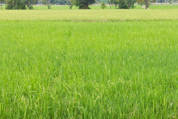 Obraz premium Background of the green paddy fields and golden grains grow