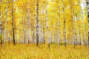 Fototapeta premium jesienny las