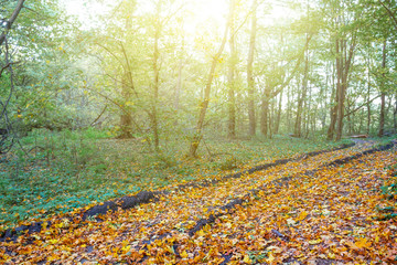 road through an autumn forest