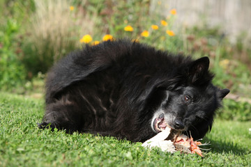 Black hungry dog eating fresh fish head