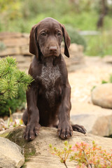 Gorgeous puppy in the garden