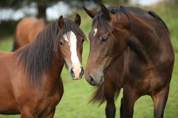 Beautiful brown horses on pasturage