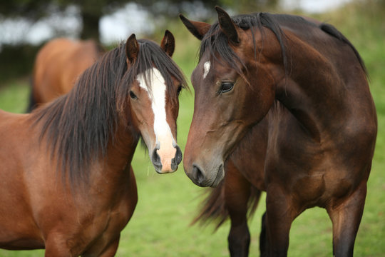 Fototapeta Beautiful brown horses on pasturage