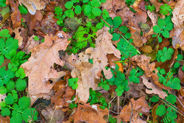autumn leaves background