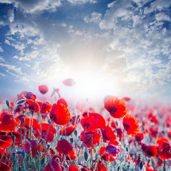 red poppy field in a rays of sun