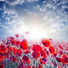 Zelfklevend Fotobehang red poppy field in a rays of sun © Yuriy Kulik