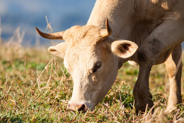 Close-up of cow grazing in pasture